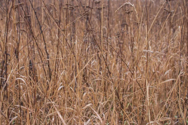 Torrt Gräs Fältet Höstens Natur Vass Ängen Naturen Detalj Jordbruk — Stockfoto