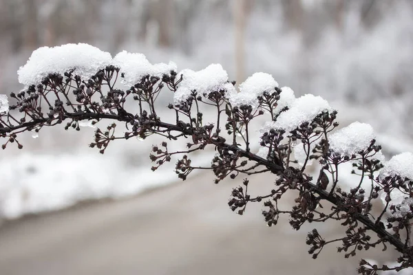 Hóval Borított Növény Réten Ágak Alatt Fagyott Természet Természet Részletekben — Stock Fotó