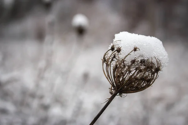 Pokryta Śniegiem Roślina Łące Gałąź Pod Śniegiem Zamarznięta Natura Natura — Zdjęcie stockowe