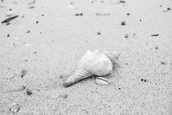 Sahilde Deniz Kabuğu Monokrom Kumda Kabuklu Deniz Hayvanları Siyah Beyaz — Stok fotoğraf