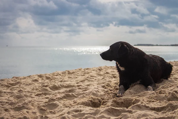 Lonely Dog Beach Seascape Dramatic Sky Sitting Dog Pet Concept — Stock Photo, Image