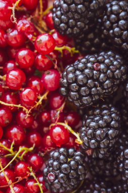 Böğürtlen ve kuşüzümü yakından. Böğürtlen çeşitleri. Sağlıklı bir tatlı. Organik yiyecekler. Renkli meyve çeşitleri. Sağlıklı beslenme. Taze dut karışımı. Doğada vitamin ve antioksidan. 