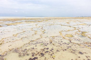 Zanzibar kıyısında gelgit var. Hint Okyanusu kıyısı. Kayalık ve kayalıklarla alçak gelgit. Boş deniz kıyısı. Tropikal doğa. Afrika 'da yaz tatili. Dalgalar alçaldığında yürüyorum. Idyllic Körfezi. Bulutlu bir günde egzotik güzel plaj.