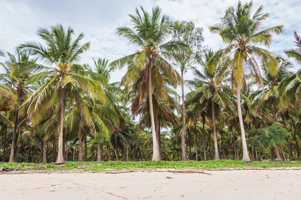 Coconut Trees Tropical Beach White Sand Palm Trees Seashore Summer — Stock Photo, Image