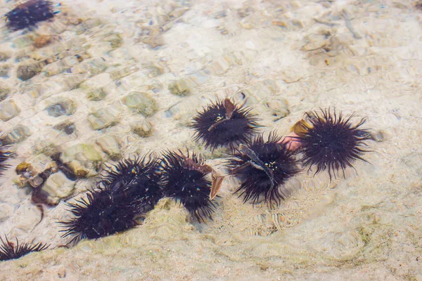 Urchins Sob Superfície Água Ouriço Mar Com Agulhas Vida Subaquática — Fotografia de Stock