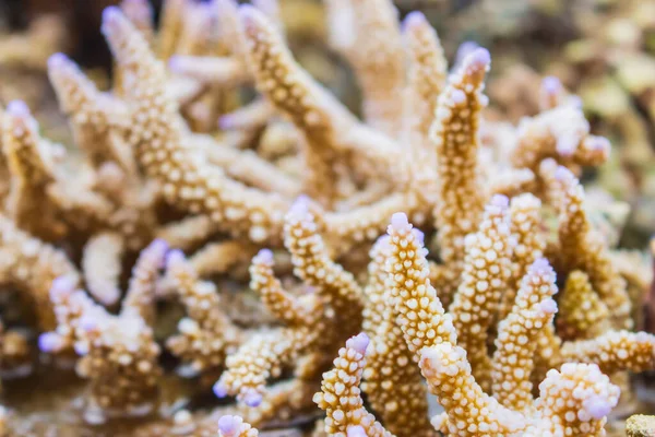 Recifes Coral Mar Vida Marinha Perto Coral Colorido Conceito Vida — Fotografia de Stock