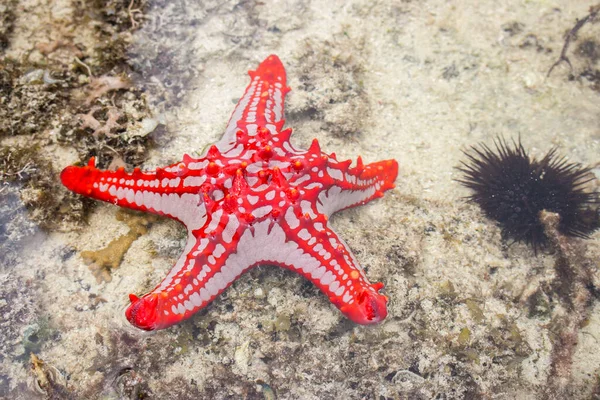 Red Star Fish Water Surface Marine Life Starfish Sand Underwater — Stock Photo, Image