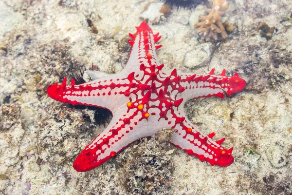 红星鱼在水面下 海洋生物 海星在沙滩上水下生活 坦桑尼亚的自然 桑给巴尔 珊瑚和珊瑚礁动物 热带大自然近在咫尺 印度洋的动物 水族馆生物 — 图库照片