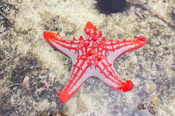 Peixe Estrela Vermelha Sob Superfície Água Vida Marinha Starfish Areia — Fotografia de Stock