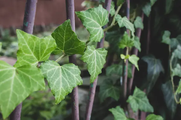 아이비는 철조망에 Vivid Ivy Leaves 정원에 울타리의 자연을 자세히 봅시다 — 스톡 사진