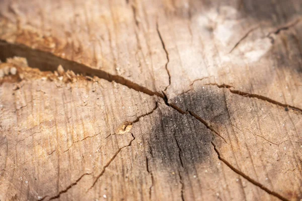 Viejo Tronco Árbol Cerca Trozo Agrietado Con Círculos Fondo Madera — Foto de Stock