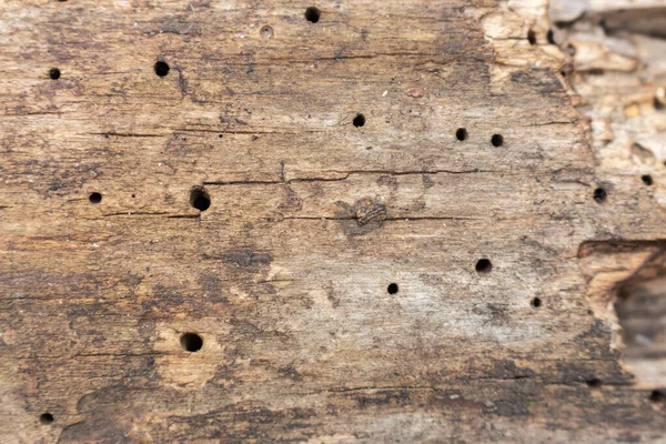 Corteza Erosionada Con Cicatrices Insectos Textura Madera Vieja Madera Grunge —  Fotos de Stock
