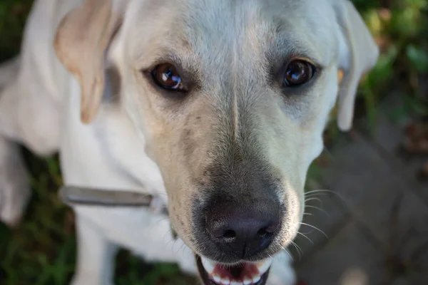 White Labrador Retriever Olhando Para Câmera Adorável Labrador Dourado Cabeça — Fotografia de Stock