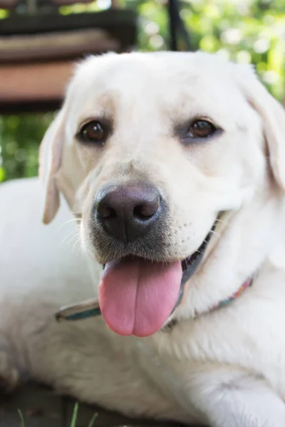 Labrador Blanc Qui Regarde Caméra Adorable Labrador Doré Tête Labrador — Photo