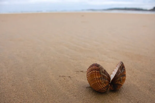 Ouvrir Coquillage Sur Plage Papillon Coquille Sur Sable Mouillé Côte — Photo