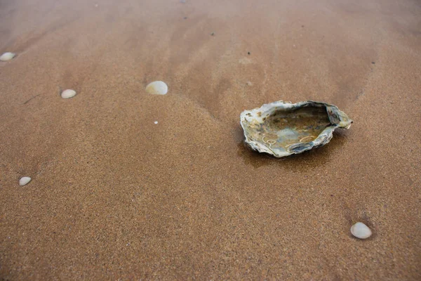 海滩上空荡荡的牡蛎壳在湿沙上打开外壳 海岸与软体动物壳 海岸线的背景 海洋生命的概念 在泻湖度假 岛屿性质 海景的概念 海洋生物概念 — 图库照片