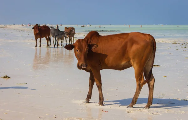 Brown cow looking at camera with herd of cows on background. Herd of cows and bulls walking on tropical beach. Colorful cows on Zanzibar coast during low tide. Cows on Indian Ocean background. Exotic farming in Africa. African lifestyle.