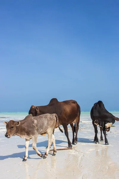 Herd of cows walking on tropical beach. Three colorful cows on Zanzibar coast. Cows and calf against Indian Ocean background. Scenic seascape in Africa. Exotic farming. African lifestyle.
