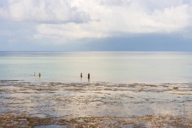 Tanınmayan kadınlar gelgitte kabuklu deniz hayvanı topluyor. İnsanlar Hint Okyanusu sahilinde yumuşakça topluyor. Zanzibar manzarası. Dramatik gökyüzü ve alçak gelgit manzarası. Suda bilinmeyen insanlar var. Afrika yaşam tarzı. Resimli ada manzarası. 