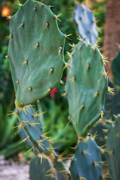 Cacto Espinhoso Perto Cacto Verde Com Espinhos Planta Tropical Macro — Fotografia de Stock