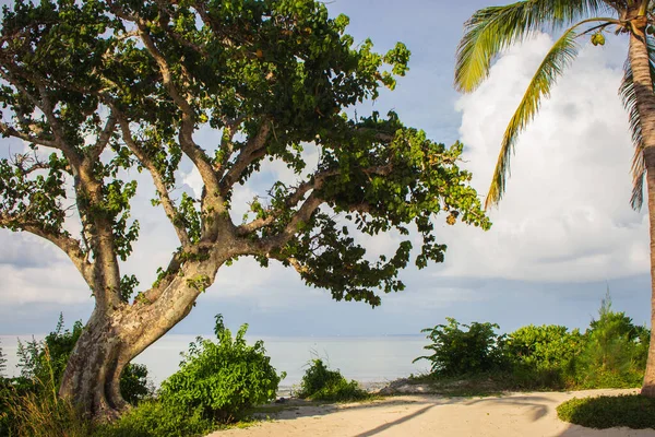 Jovem Baobá Com Palmeira Contra Paisagem Marinha Paisagem Tropical Cénica — Fotografia de Stock