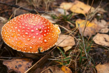 Büyük kırmızı sinek agaric çim. Güzel büyüyen mantarı. Zehirli mantar kavramı. Sonbaharda hasat. Tehlike ve zehir arka plan. Amanita kahverengi kap. Zehirli gıda kavramı.