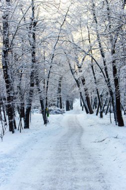 Şehir parkındaki ağaçlar karla kaplıydı. İnanılmaz kış manzarası. Karlı donmuş ormandaki patika. Güzel şehir merkezinde kar yağışı ve boş bir patika. Doğada soğuk bir kış sabahı. Ocak ayının dondurucu sabahı. Kar fırtınasından sonra.
