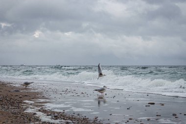 Dramatik deniz manzarasında martı fırtınaya karşı. Vahşi kuşlar konsepti. Kötü hava gününde deniz kenarındaki martılar. Uçmak ve özgürlük kavramı. Vahşi yaşam ve deniz kuşları. Deniz manzaralı arka plan. Karadeniz manzarası. Ukrayna 'da Seyahat.