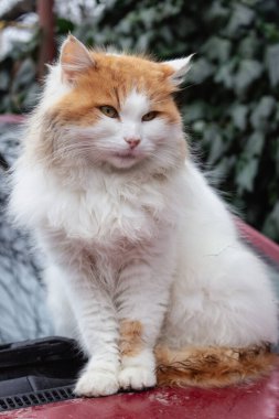 Kırmızı ve beyaz kedi kırmızı araba tamponunda oturuyor. Arabadaki sevimli tüylü kedicik. Dışarıdaki kameraya bakan sevimli kedi yavrusu. Kedi portresi. Şehir merkezinde evsiz bir hayvan. Şirin ağızlıklı kırmızı kedi. Tekir bekliyorum. Evcil hayvan..