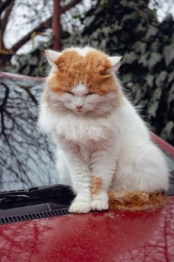 Kırmızı ve beyaz kedi kırmızı araba tamponunda oturuyor. Arabadaki sevimli tüylü kedicik. Dışarıdaki kameraya bakan sevimli kedi yavrusu. Kedi portresi. Şehir merkezinde evsiz bir hayvan. Şirin ağızlıklı kırmızı kedi. Tekir bekliyorum. Evcil hayvan..