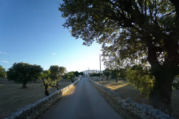 Allée Une Ferme Dans Les Pouilles Dans Suggestif Selva Fasano — Photo