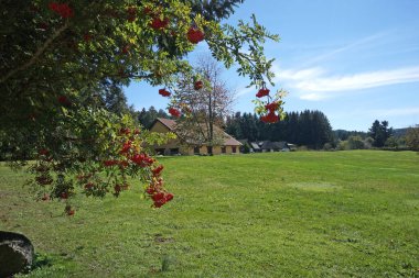 Calabria, İtalya 'daki Sila Ulusal Parkı' ndaki tipik orman ve doğa manzarası.