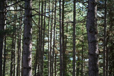 Calabria, İtalya 'daki Sila Ulusal Parkı' ndaki tipik orman ve doğa manzarası.
