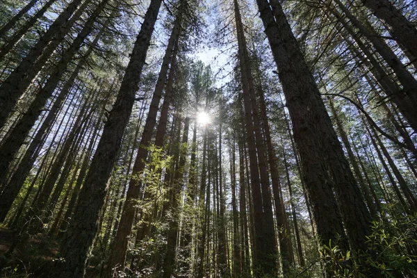 Calabria, İtalya 'daki Sila Ulusal Parkı' ndaki tipik orman ve doğa manzarası.