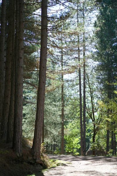 Khas Lanskap Hutan Dan Alam Taman Nasional Sila Calabria Italia Stok Lukisan  