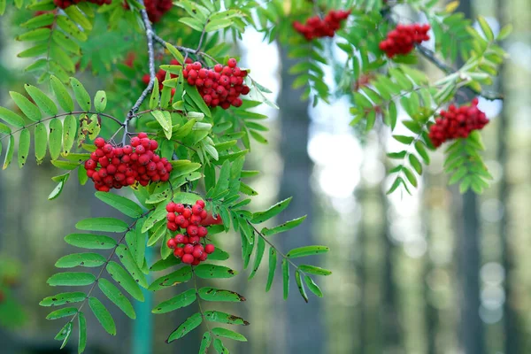 Hiszpańskie Drzewo Jarzębiny Małymi Czerwonymi Owocami — Zdjęcie stockowe