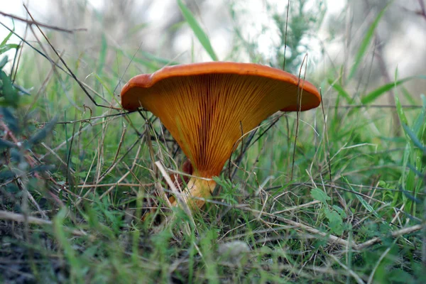 Omphalotus Olearius Опасный Гриб Растущий Оливковыми Деревьями Легко Узнаваемый Оранжевому — стоковое фото