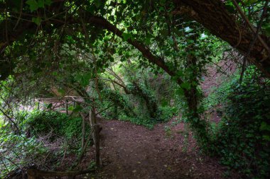 Ormanda yeşil yapraklı bir patika.