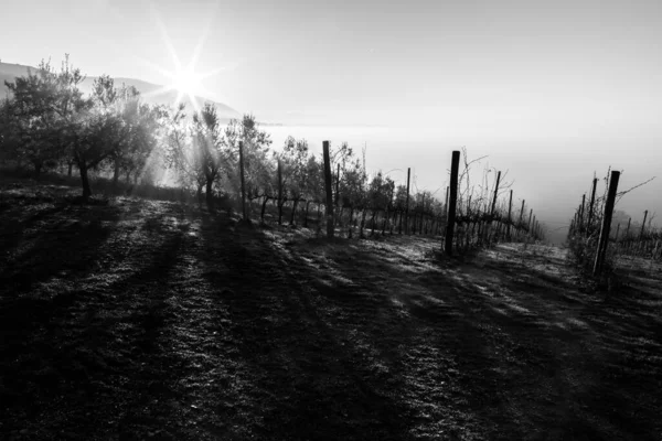 Lever de soleil au-dessus d'un vignoble, avec de longues ombres et une brume lointaine — Photo