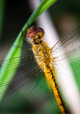 Siyah çizgilerle kesilmiş sarı gövdeli yusufçuğun tepesi. Doğadaki küçük siyah bacaklarıyla yapraklara yapışıyor..