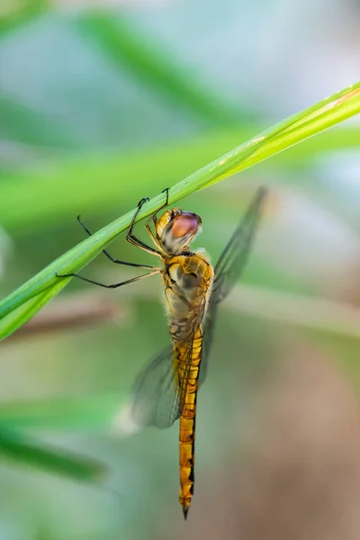 Yusufçuğun makro tarafında siyah çizgilerle kesilmiş sarı bir vücut şekli var. Doğadaki küçük siyah bacaklarıyla yapraklara yapışıyor..