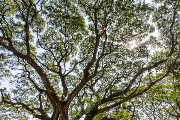 Her biri daha küçük dallara yayılmış büyük bir ağaç dalının arka ışıklandırılmış görüntüsü soyut bir sanat eserine benziyor..