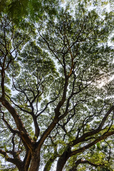 Her biri daha küçük dallara yayılmış büyük bir ağaç dalının arka ışıklandırılmış görüntüsü soyut bir sanat eserine benziyor..