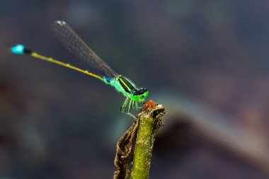 Küçük yeşil bir yusufçuk kırık bir dala tutunuyordu, küçük kahverengi çiçeklerle dalın tepesini itmek için ellerini ve ağzını kullanıyordu..