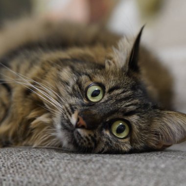 Yeşil Gözlü Rahat Tekir Kedi 'nin Yakın Çekim Portresi.