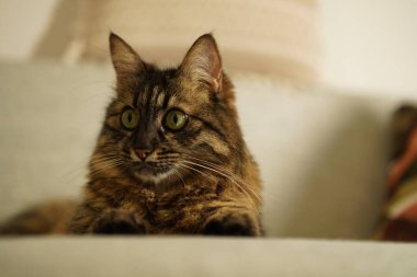 Kanepede oturmuş tuhaf ifadeleri olan sevimli tüylü tekir kedi..