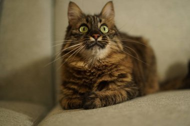 Kabarık kahverengi tekir kedi koltukta oturmuş merakla beni izliyor.