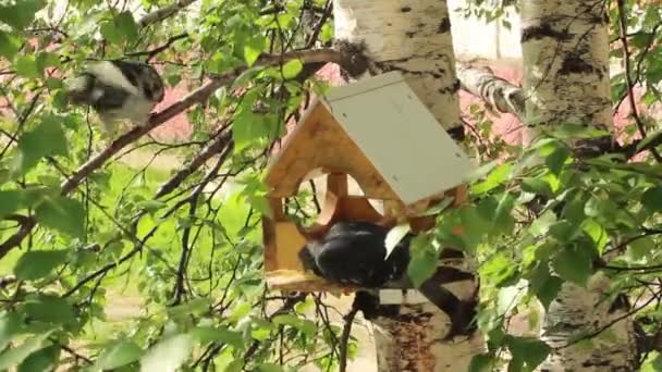 Pigeons around bird feeders — Stock Video