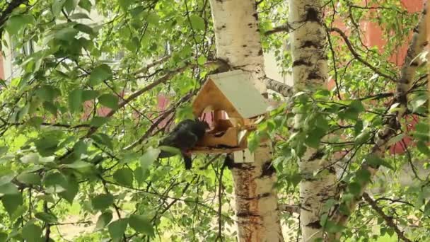 Palomas alrededor de comederos de aves — Vídeos de Stock