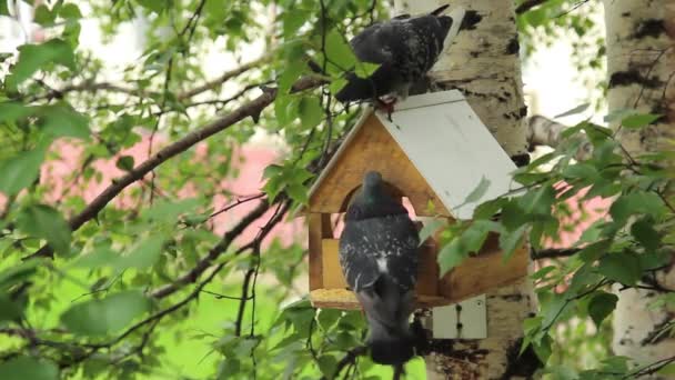 Duiven rond vogelvoeders — Stockvideo